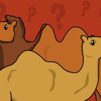 Você sabe a diferença entre o camelo e o dromedário?