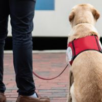 A importância do cão-guia na vidas pessoas com deficiência