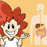Como é feita a digestão humana?