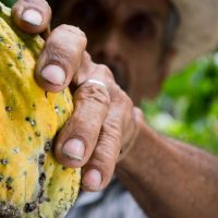 A trajetória econômica da produção de cacau no Brasil